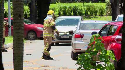 Enxame de abelhas assusta moradores da quadra 104 Norte, da Asa Norte.