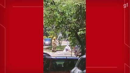 Mulher é vítima de ataque de abelhas na Asa Norte, em Brasília.