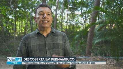 Professor Clístenes Nascimento explica como planta pode ajudar a recuperar solos contaminados por metais pesados