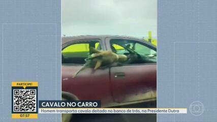 Cavalo é transportado no banco de trás de carro na Avenida Presidente Dutra