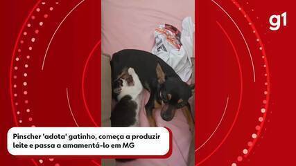 Pinscher 'adota' filhote de gato, começa a produzir leite e passa a amamentá-lo em MG