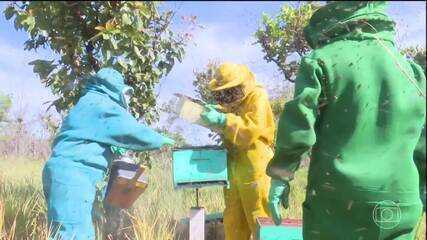 Apicultores contam com apoio de cooperativa em Roraima