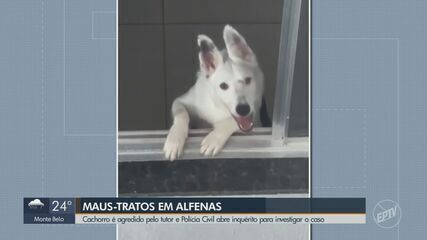 Cachorro é agredido por tutor e Polícia Civil abre investigação em Alfenas