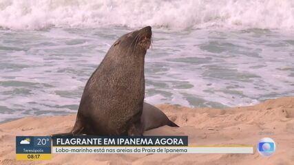 Lobo-marinho é flagrado nas areias da praia de Ipanema