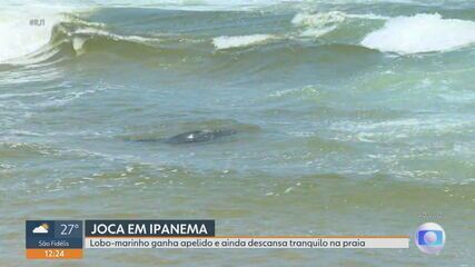 Joca, lobo-marinho da Praia de Ipanema, surpreende banhistas com mergulho