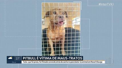 Pitbull é vítima de maus-tratos