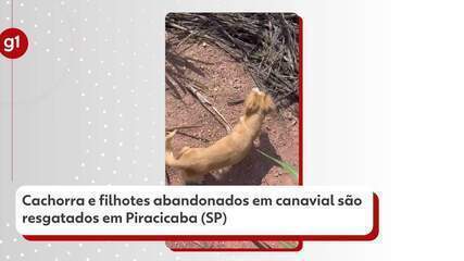 Cachorros são encontrados em canavial em Piracicaba