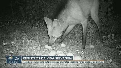 Tecelão de Americana registra vida selvagem em matas da região