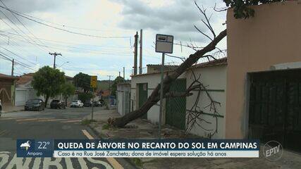 Árvore cai no Bairro Recanto do Sol, em Campinas