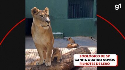 Zoológico de SP ganha 4 novos filhotes de leão