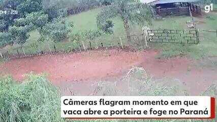 Câmeras flagram momento em que vaca abre a porteira e foge no Paraná