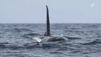 Fotógrafo registra grupo de orcas no litoral de SP