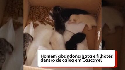 Homem abandona gata e filhotes dentro de caixa em Cascavel