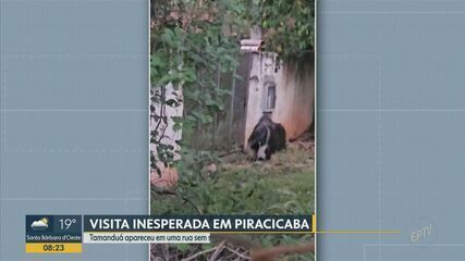 Visita inusitada: Tamanduá é flagrado por moradores do bairro Campestre, em Piracicaba