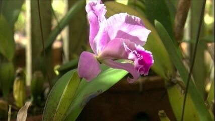 Globo Rural ensina o que fazer para garantir que a orquídea dê flor