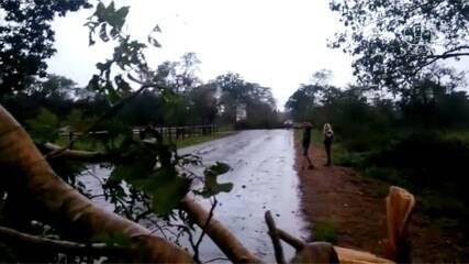 Chuva e ventos fortes derrubam árvores fechando Estrada Parque em Aquidauana