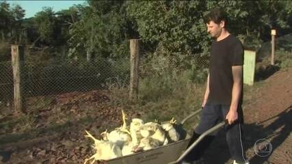 Com greve de caminhoneiros, 70 milhões de aves já morreram nas granjas por falta de ração.  'Jornal Nacional', 28/05/2018