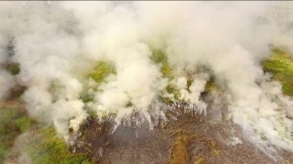 Queimadas são risco para Amazônia e para o comércio internacional