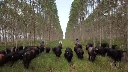 Globo Rural: Produtores rurais do Pará tentam manter preservação na Amazônia