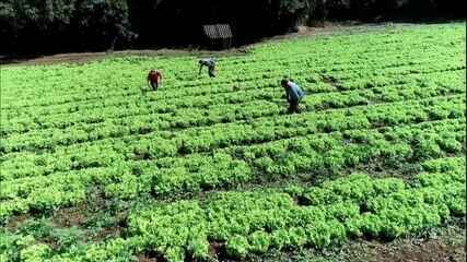 Hortaliças sofrem com impacto do coronavírus em SP