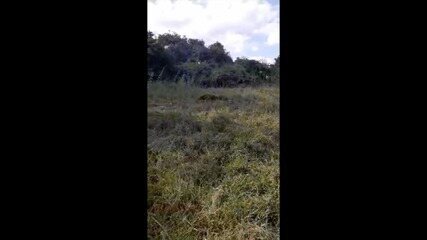 Vídeo mostra tamanduá com filhote nas costas em Unaí