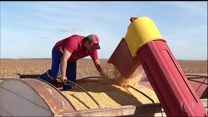 Produtores começam a colheita do milho de segunda safra em Goiás