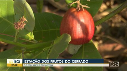 Caju abre a temporada da estação dos frutos do cerrado