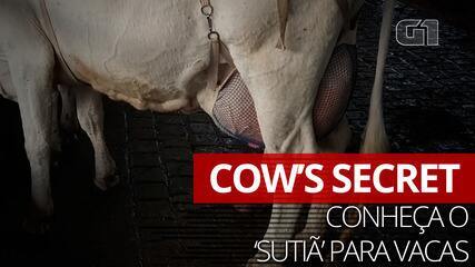 Conheça o 'sutiã' para vacas