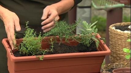 No Globo Rural, especialistas dão dicas de como cultivar uma horta em casa