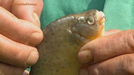 Piranhas-vermelhas surgem no Rio Jacuí