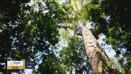 Grupo sai em nova expedição para mapear mais árvores gigantes em reservas do Amapá