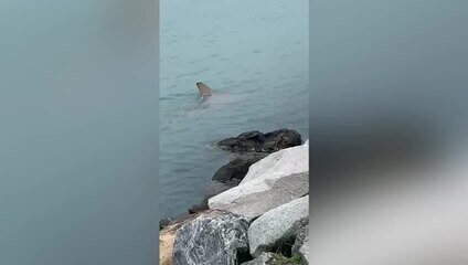 Tubarão aparece em praia de Balneário Camboriú (SC)