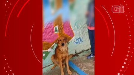 Cachorro ‘obedece’ ao distanciamento social em fila de alunos na entrada de escola