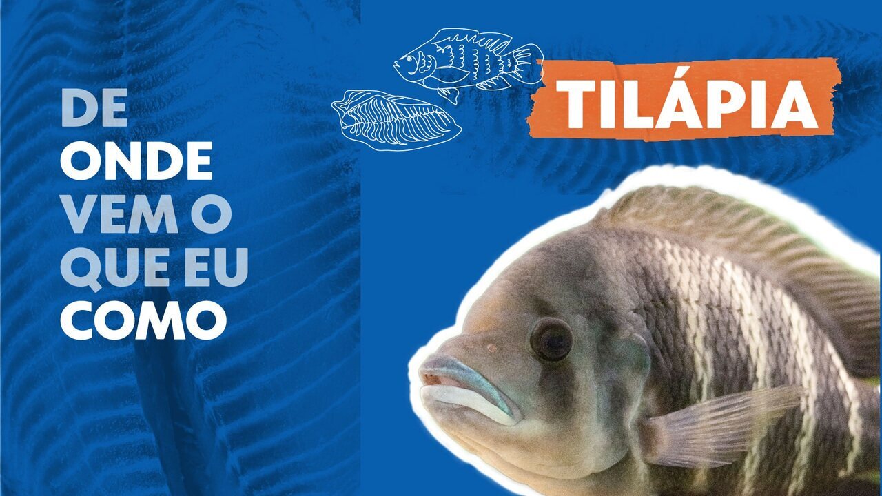 De onde vem o que eu como: tilápia