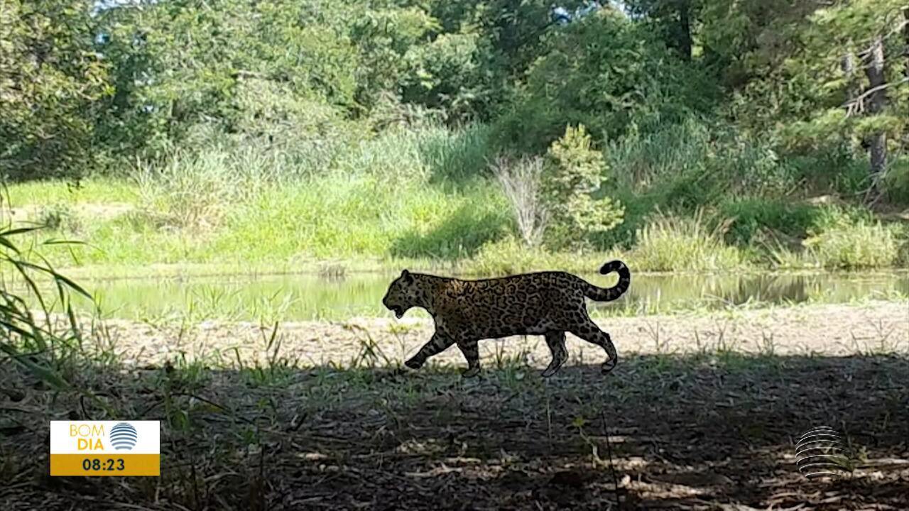 Pesquisadores estão mapeando as onças-pintadas no Estado de São Paulo