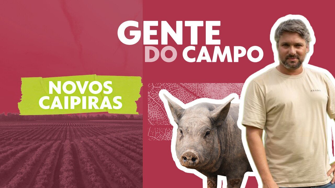 Gente do campo: Conheça como é a produção de porco caipira na Serra da Bocaina