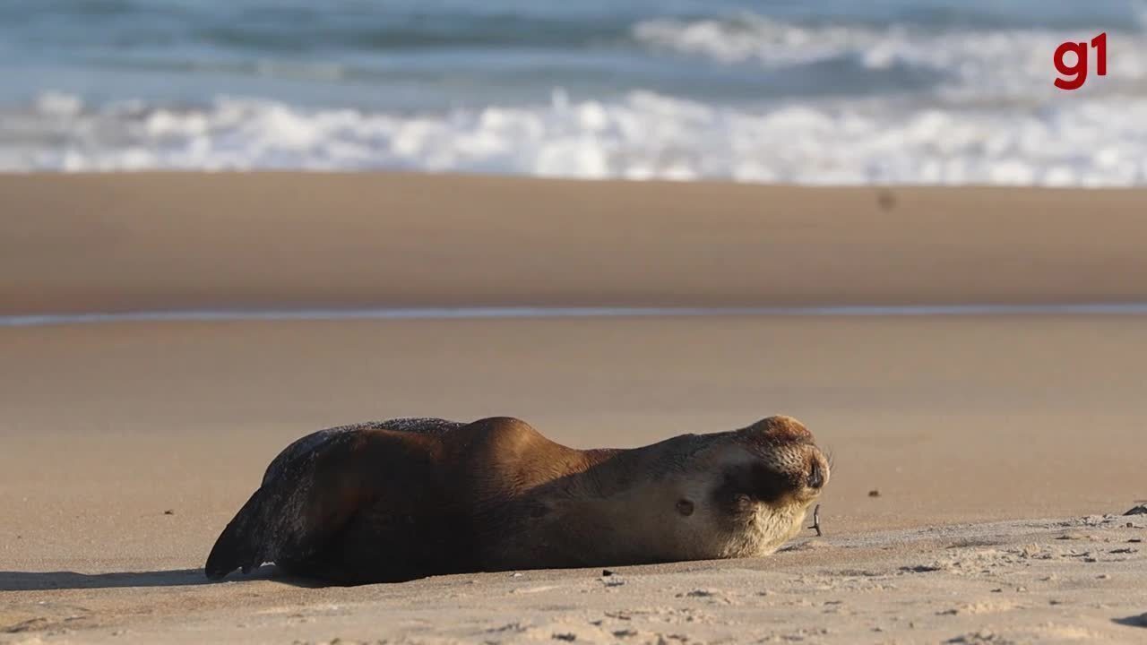 Leão-marinho-do-sul é visto descansando em praia de São Francisco do Sul, SC