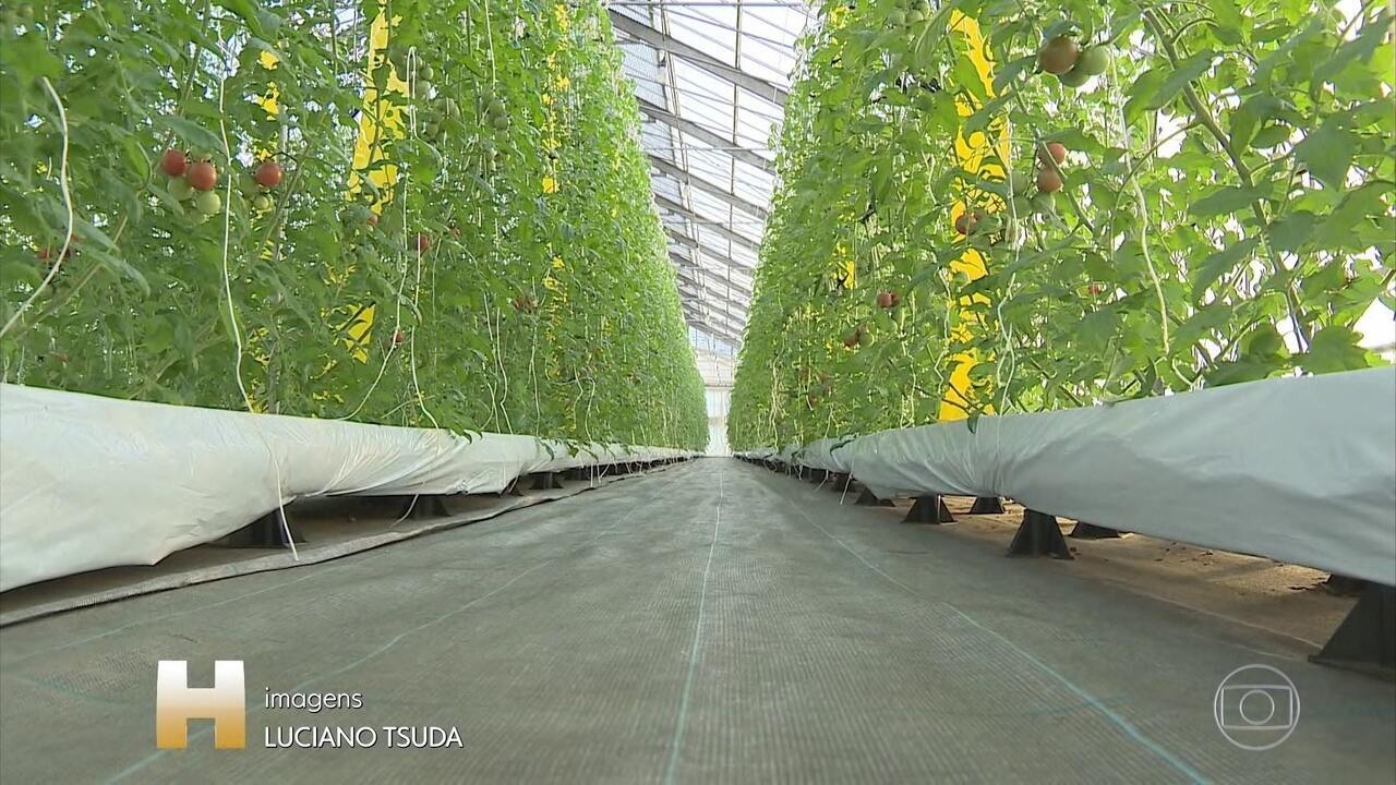 Técnica revolucionária fixa plantas no gel, em vez de na terra