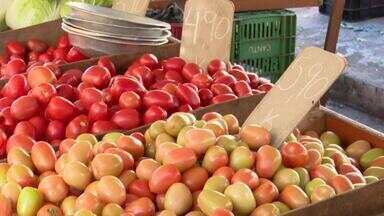 Início da colheita de tomates no Paraná - Segunda safra pode alterar o preço do produto. Nas últimas semanas o tomate ficou mais barato, mas ainda custa o dobro do que um ano atrás. Estimativa da secretaria de agricultura é de pouco mais de 93 mil toneladas do produto.