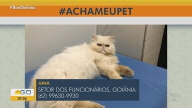 Acha meu Pet: Tutores procuram por animais desaparecidos em Goiás - Veja como ajudar.