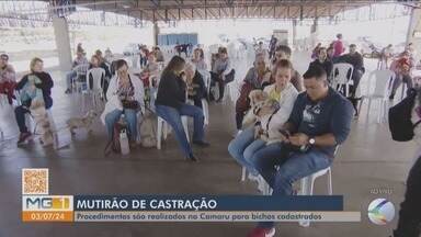 Mutirão de castração de cães e gatos no Camaru segue até domingo (7) - Procedimentos são realizados para bichos cadastrados.