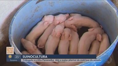 Criação comercial de suínos é uma das grandes fontes de renda em Minas - Triângulo e o Alto Paranaíba têm o maior plantel de matrizes do estado.