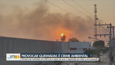 Número de incêndios em 2024 já é maior do que o registrado em todo o ano passado - Provocar queimadas é crime tanto pelo incêndio quanto pela poluição causada pela fumaça.