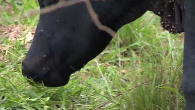 Programa 'Reflorestar' incentiva a preservação ambiental aliada à produção rural - Assista a seguir.