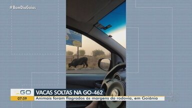 Motoristas flagram vacas soltas na GO-462 - Animais foram flagrados às margens da rodovia, em Goiânia.