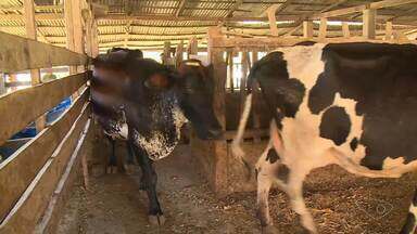 Grupo de produtores de leite recebem incentivo para inseminação artificial das vacas - Assista a seguir