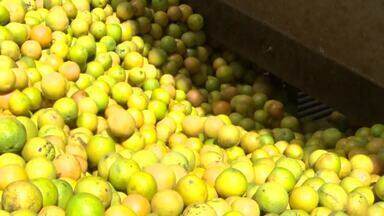 Bloco 02 Caminhos do Campo (10 11 24) - Baixo rendimento na produção de laranja afeta indústrias de suco no noroeste do Paraná. Começa a piracema, período de reprodução dos peixes e restrição da pesca predatória. Veja programação rural na Agenda do Campo da semana.