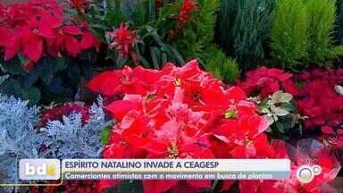 Venda de plantas em Rio Preto volta a movimentar o comércio em época de Natal - O comércio de plantas em Rio Preto (SP) voltou a movimentar nesse início de dezembro por conta do Natal. Os pinheiros e os "bicos de papagaio" são os mais procurados.