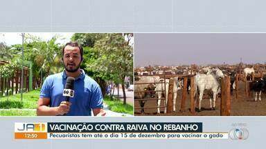 Pecuaristas têm até o dia 15 de dezembro para vacinar o gado - Confira o prazo para vacinar o rebanho contra a raiva.