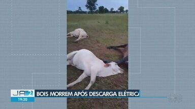 Produtor rural perde bois após rompimento de cabo de alta tensão, em Nova Crixás - No total, oito bois morreram com a descarga elétrica.